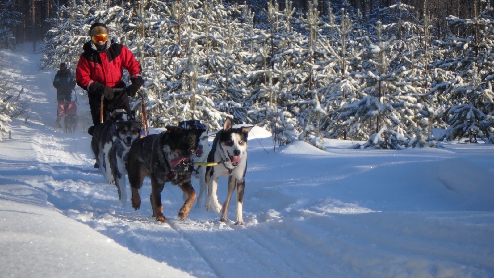 Husky Safari Finland