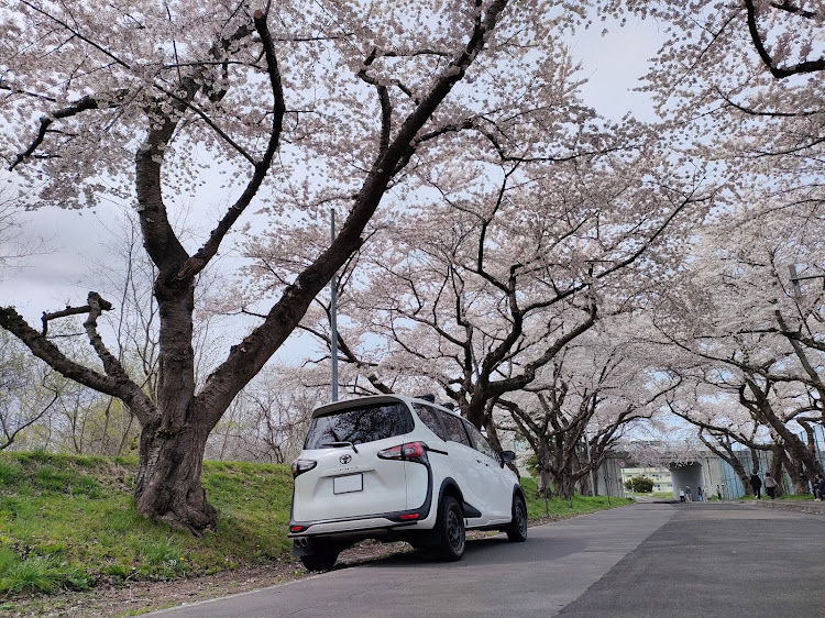 シエンタのバグガード・リフトアップ・桜に関するカスタム事例の投稿画像2枚目
