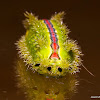 Slug Moth Caterpillar