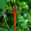 RED DRAGONFLY