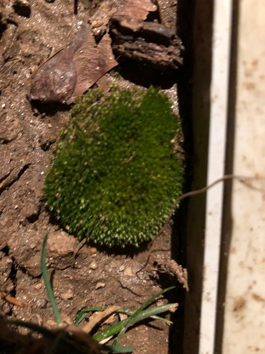 Marimo Moss