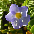 Northern Jacob's-Ladder