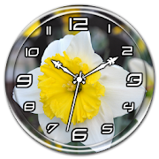 Daffodils Clock Live Wallpaper 1.1 Icon