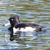 Ring-necked Duck - male