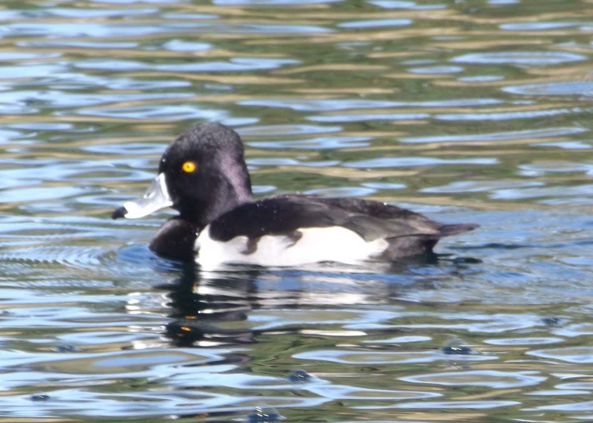 Ring-necked Duck - male