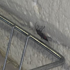 Boxelder bug