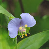 False Dayflower