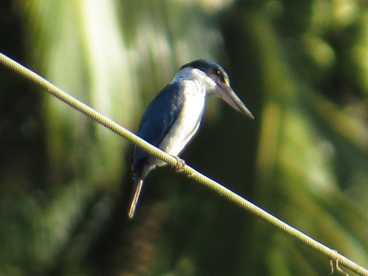 White-Collared Kingfisher