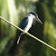 White-Collared Kingfisher