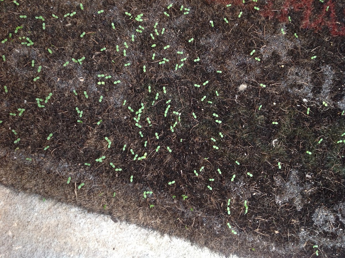 Unknown Spotting ( Tiny Green Plants )