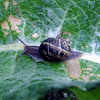 Garden Snail