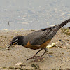 American Robin