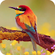 Download HD Colorful Bird Wallpaper For PC Windows and Mac 1.01