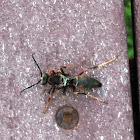 Male Paper Wasp, missing wings