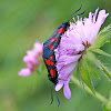 Narrow-bordered Five-spot Burnet or Hornklee-Widderchen