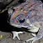 Asian Common Toad