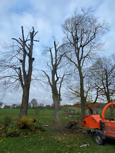 Tree surgery 