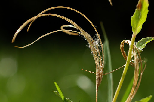 Epilobium obscurum