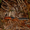 Red-headed Krait