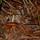 Red-headed Krait