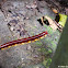 Philippine Flameleg Millipede