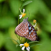 Ceylon Blue Glassy Tiger (पुतली)