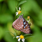 Ceylon Blue Glassy Tiger (पुतली)