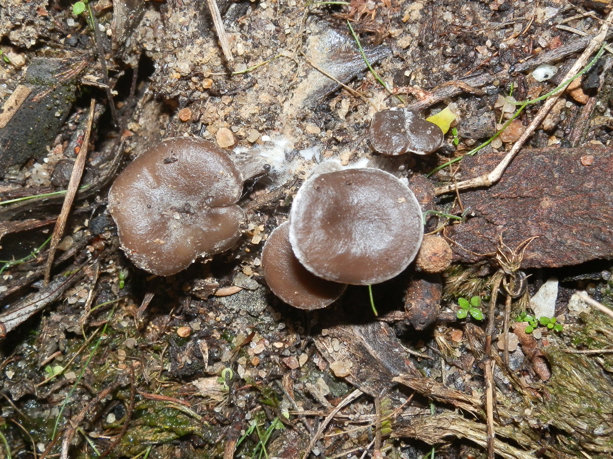 Tricholoma