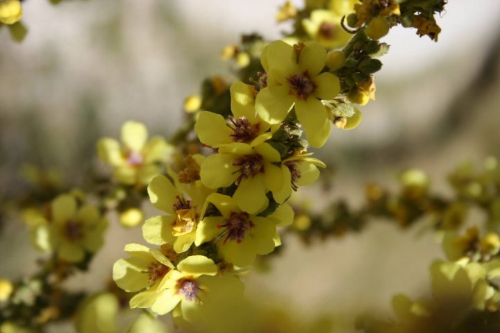 Come fiori incatenati di KLAUDIA