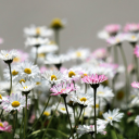 daisies