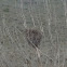 Red-tailed hawk