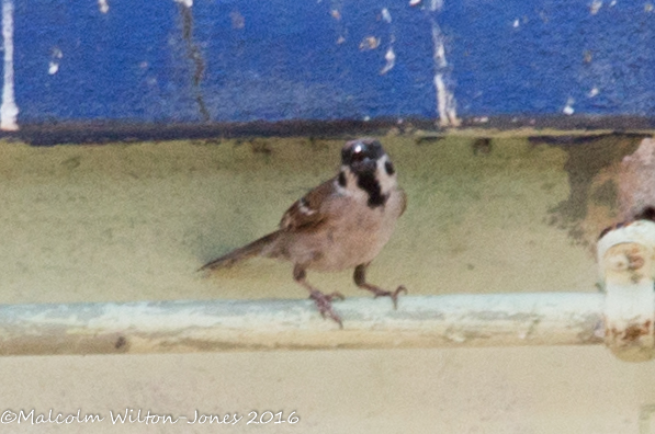 Tree Sparrow