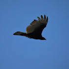 Turkey Vulture