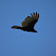 Turkey Vulture