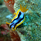 Nudibranch