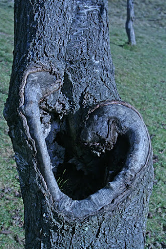 Anche gli alberi hanno un cuore di lino