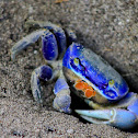 Blue Land Crab