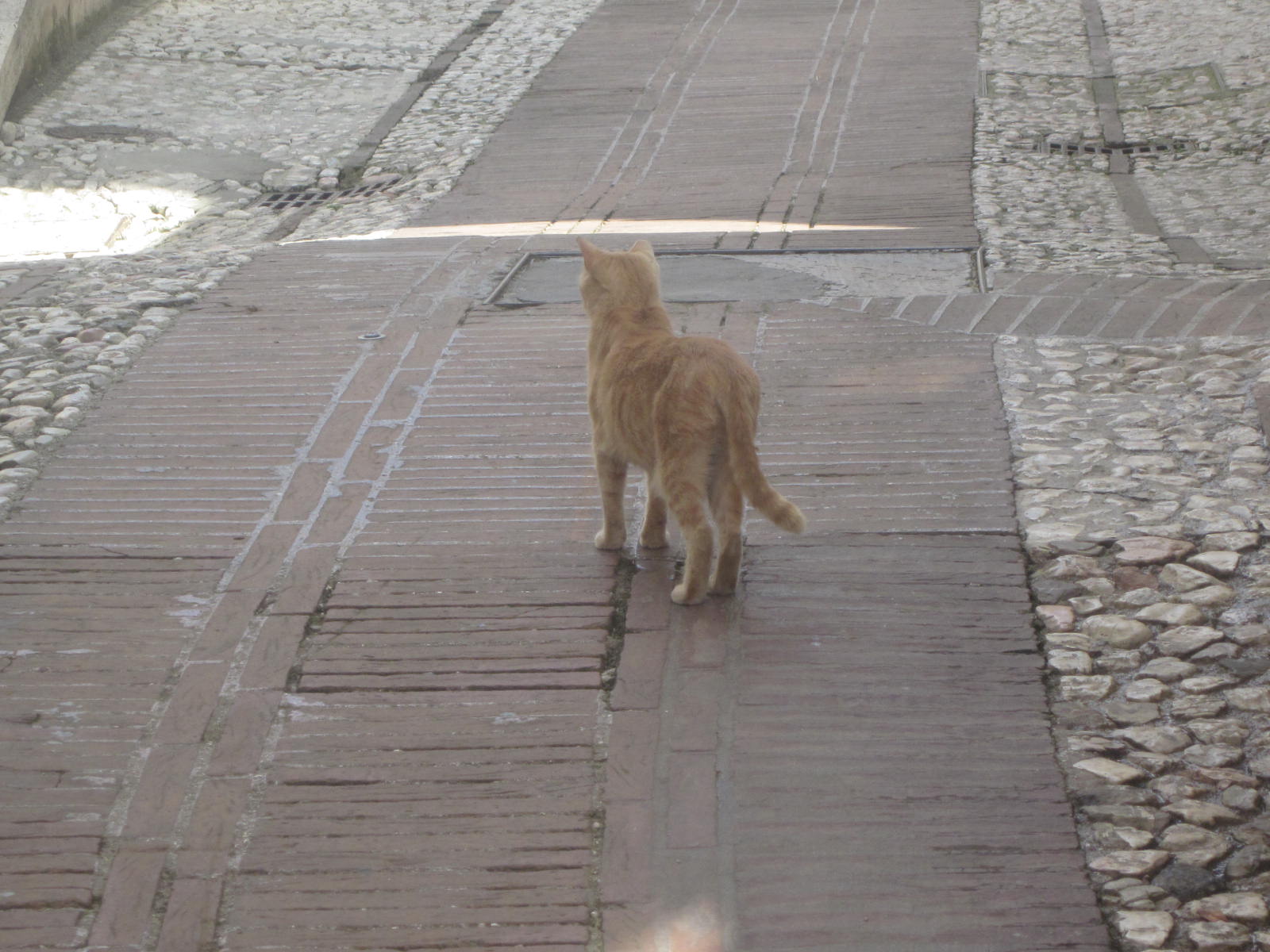 Gatto solitario di emanuela_dolci