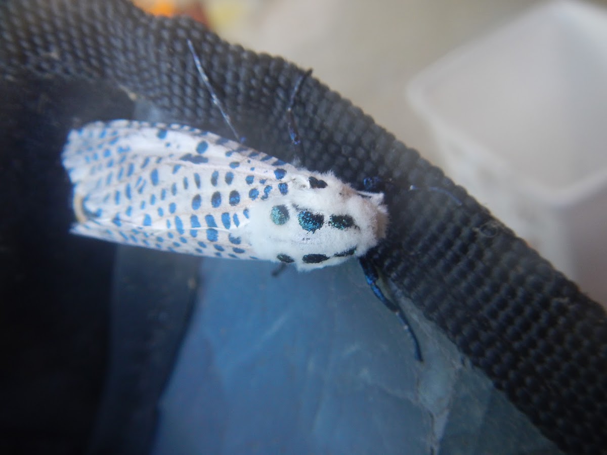 Leopard Moth