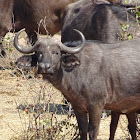 Cape buffalo