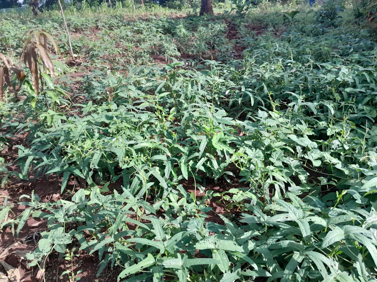 A tree nursery set up by villagers at Chasimba Cave.