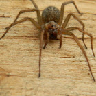 Hobo Spider