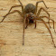 Hobo Spider