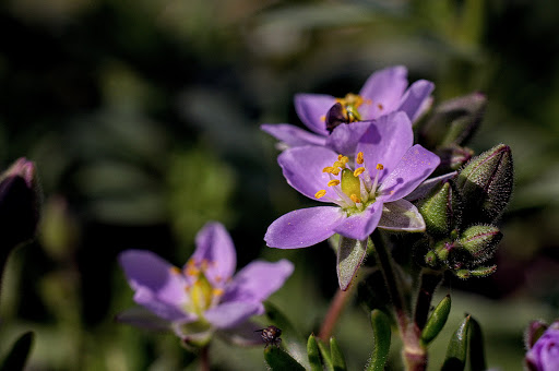 Spergularia rupicola