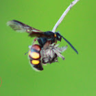 Scarab Hunter Wasp