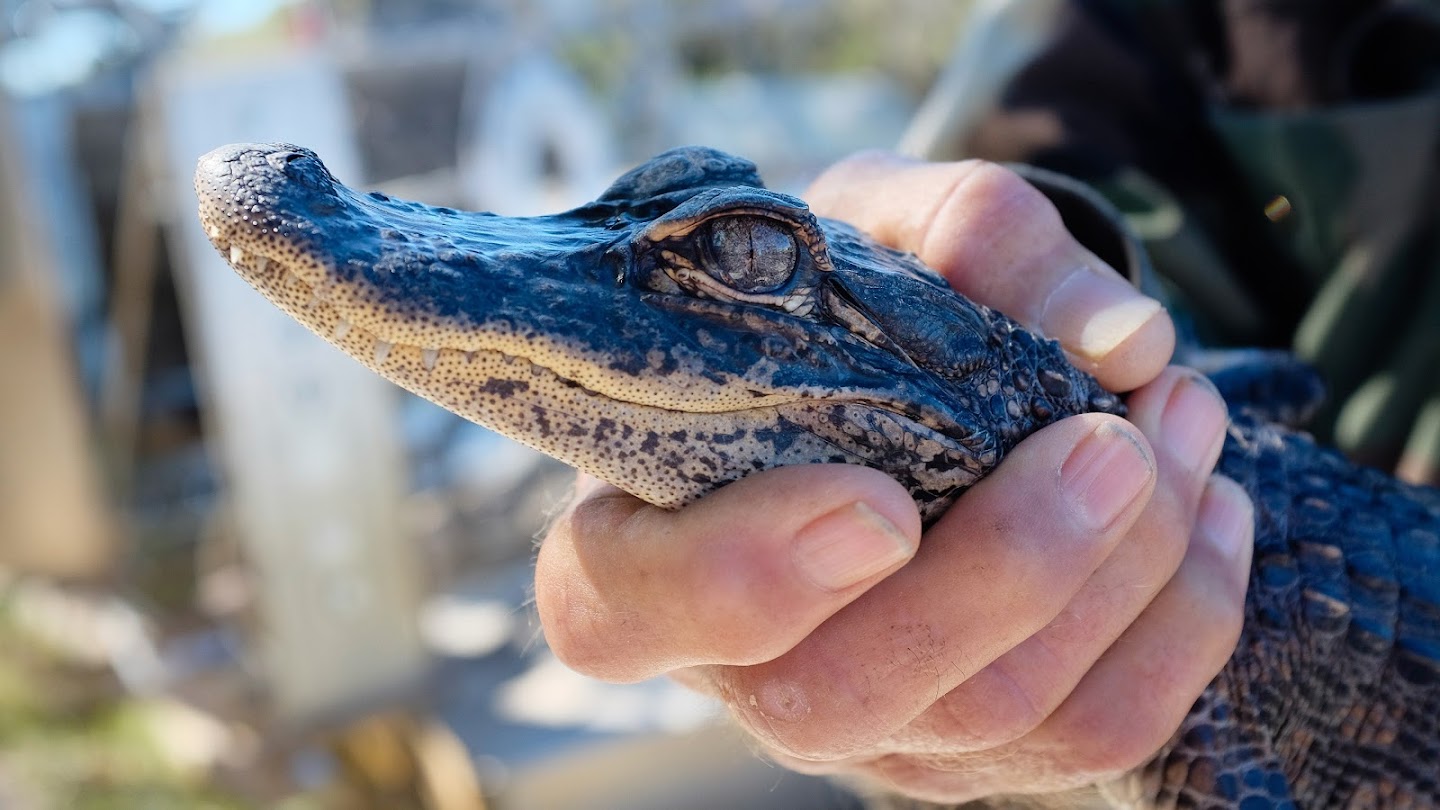 Watch Animal Cops: Miami live