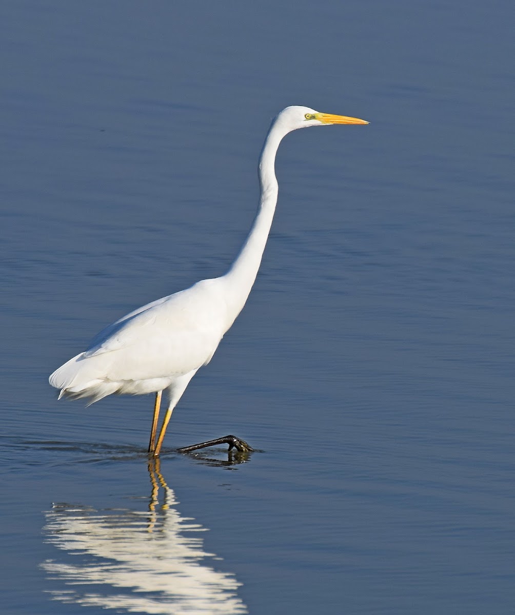 Great Egret