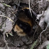 Buff-tailed Bumble-bee