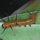 Larva of common crow butterfly