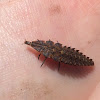 Firefly Larvae